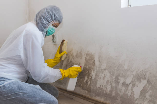 Best Toxic Mold Removal  in Wallburg, NC