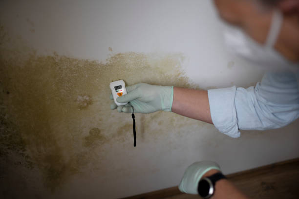 Best Office Mold Removal Services  in Wallburg, NC