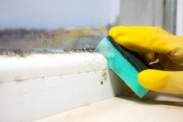 Best Best Mold Removal Companies  in Wallburg, NC