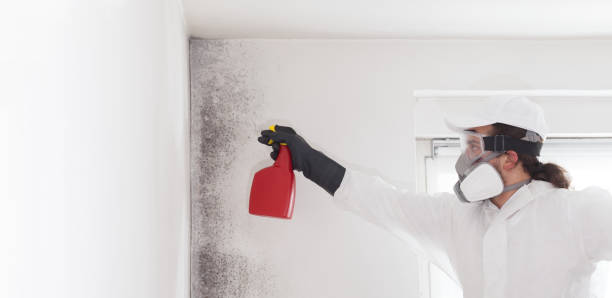 Mold Testing and Removal in Wallburg, NC