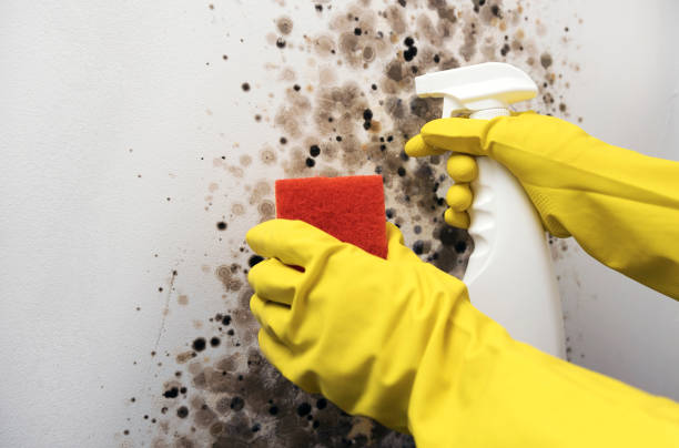 Best Water Damage Restoration  in Wallburg, NC