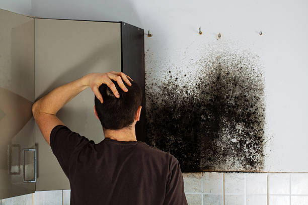 Best Black Mold Removal  in Wallburg, NC