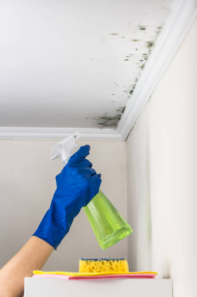 Best Emergency Mold Removal  in Wallburg, NC